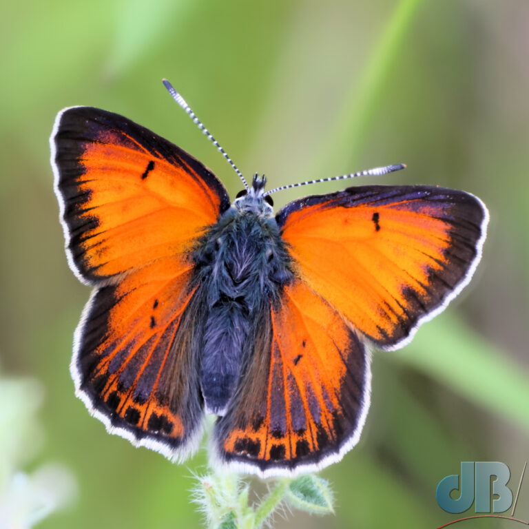 Balkan Copper butterfly, Lycaena candens, photographed on the ski slope at Lailias near Serres in Northern Greece