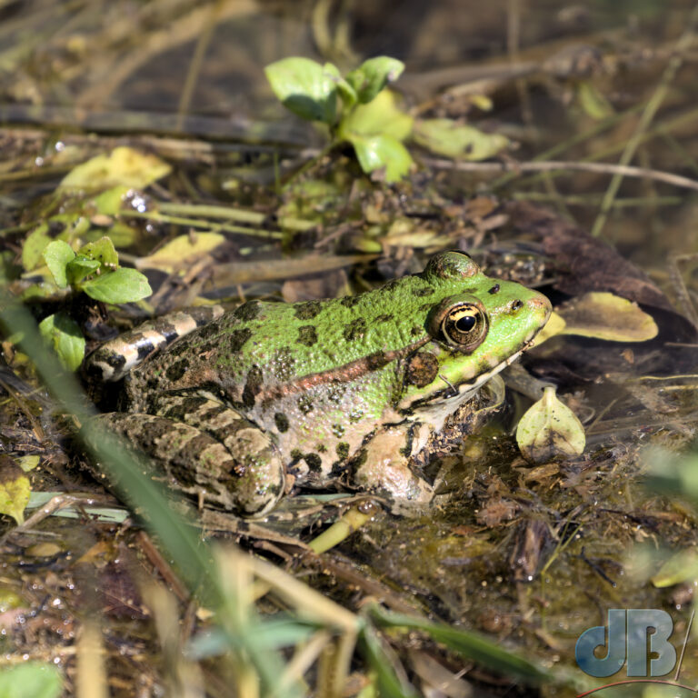 Balkan Frog, Pelophylax kurtmuelleri