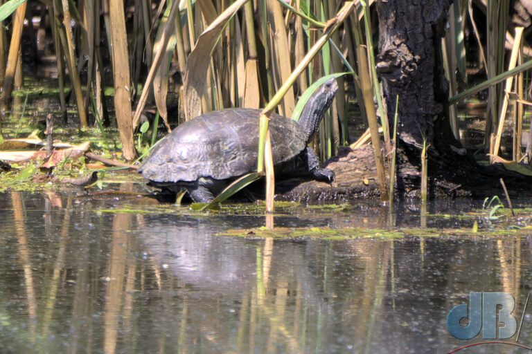 Balkan Pond Turtle, Balkan Terrapin or Western Caspian Terrapin, Mauremys rivulata