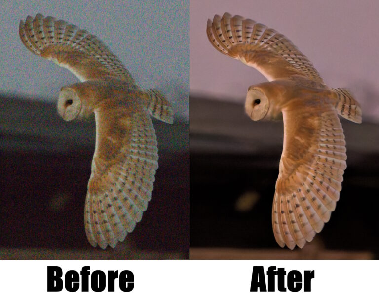 Barn Owl before and after DxO and PSP processing