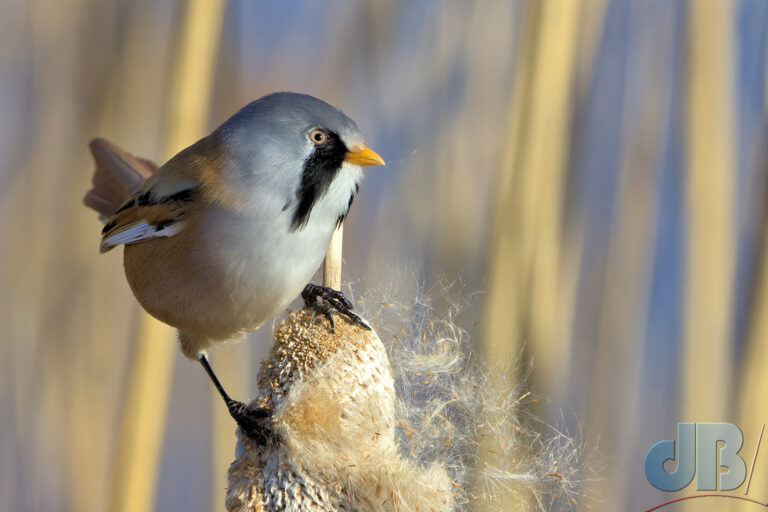 Male Bearded Reedling, Panurus biarmicus