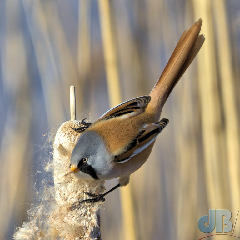 Male Bearded Reedling, Panurus biarmicus, feeding on seed head