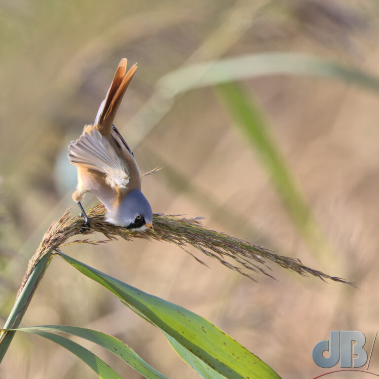 Beardie taking flight