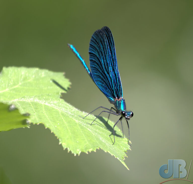 Beautiful Demoiselle, Calopteryx virgo, presumably the Balkan "festiva" sub-species