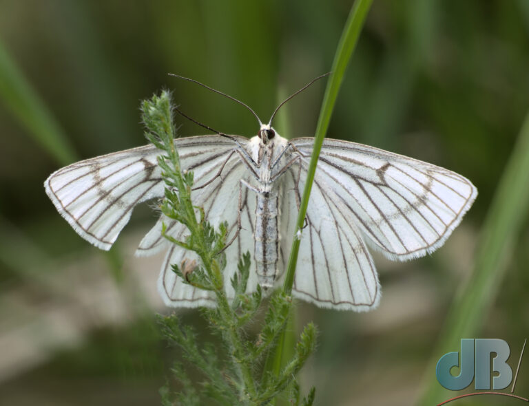 Black-veined Moth, Siona lineata
