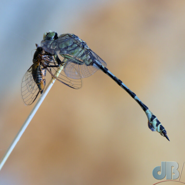 Bladetail dragonfly, Lindenia tetraphylla with prey