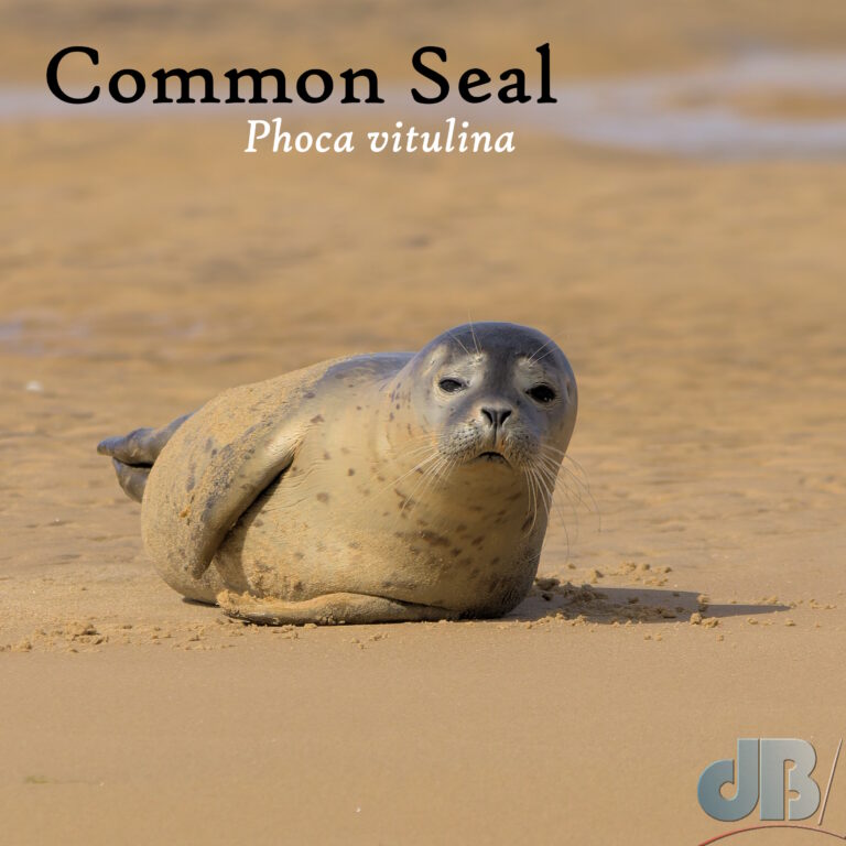 Common Seal pup, Blakeney Point, August 2024