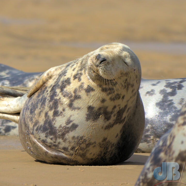 Grey Seal, Halichoerus grypus