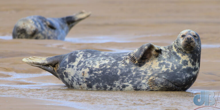 Grey Seal, Halichoerus grypus