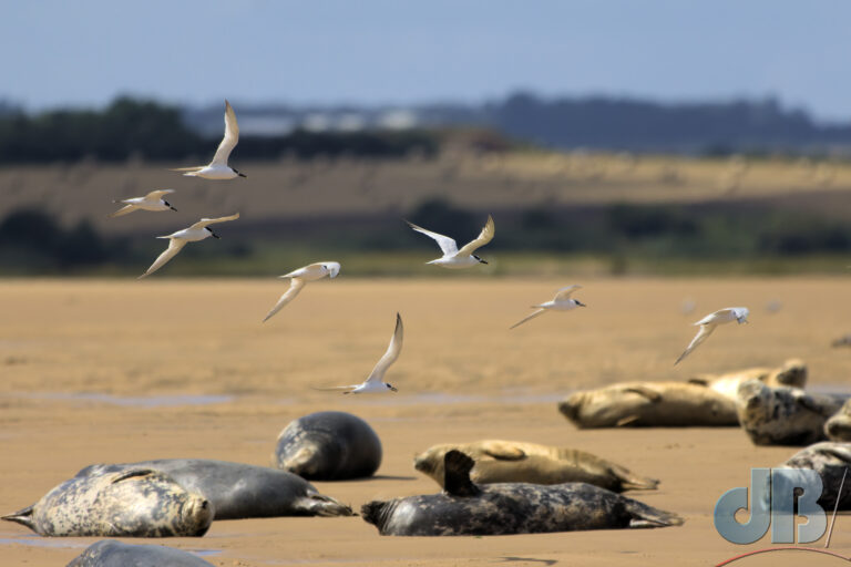 Sandwich Tern flypast over seals