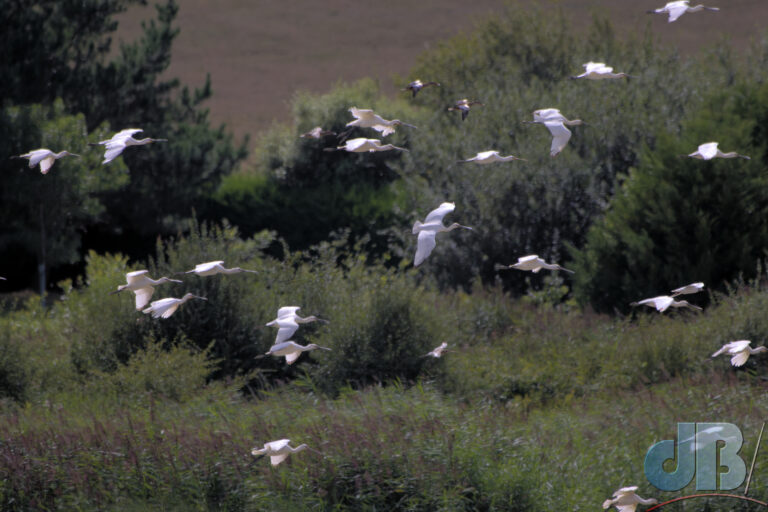 Spoonbills take flight after a Marsh Harrier quarters their patch near Stiffkey