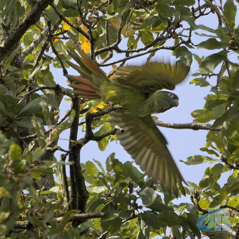 Blue-crowned Parakeet in flight, Lisbon Botanical Gardens