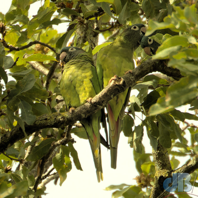 Blue-crowned Conures, or Parakeets