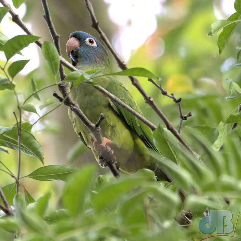 Blue-crowned Parakeet