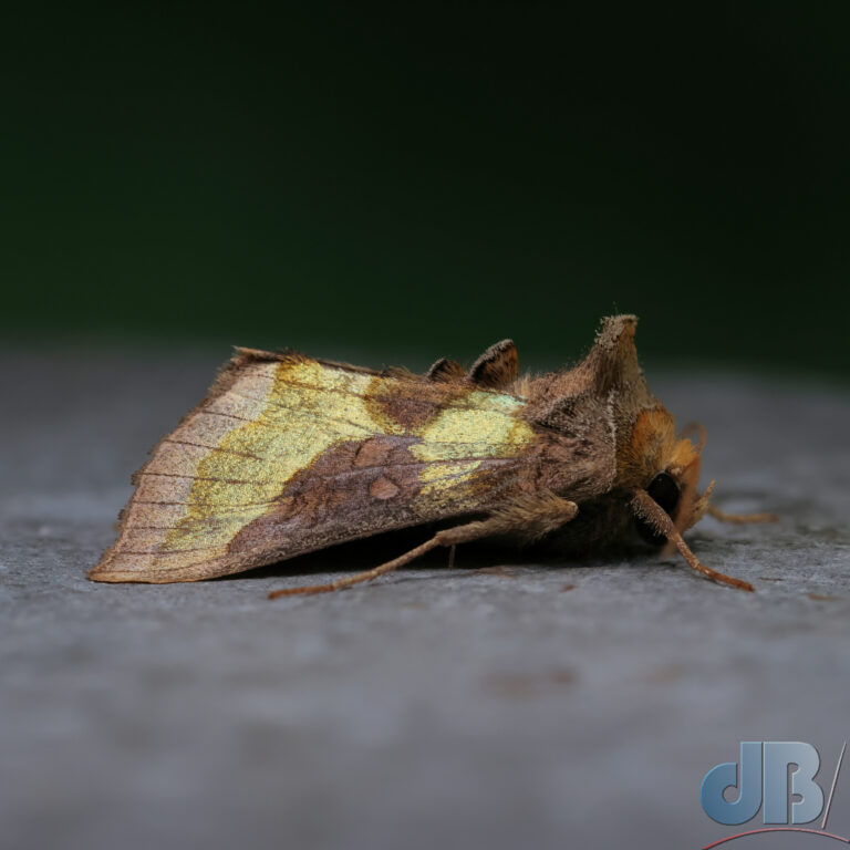 Burnished Brass was one of the first moths I saw in a trap back in July 2018. I've written about it several times over the years.