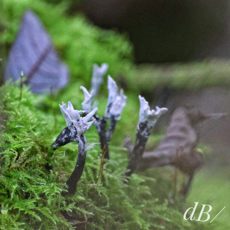 Candlesnuff fungus, Xylaria hypoxylon a bioluminescent fungus, also known as carbon antlers or the stag's horn fungus.