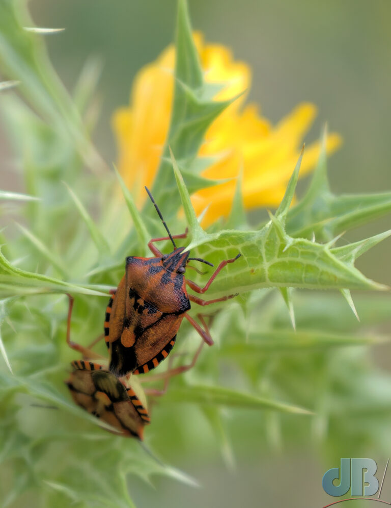 Red Shield-bug, Carpocoris mediterraneus, in cop