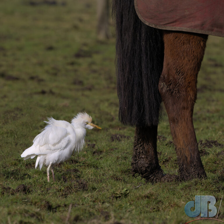 Fluffed up Cattle Egret in a field behind a horse