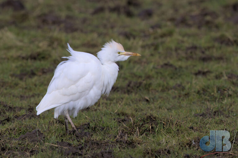 Fluffed up Cattle Egret