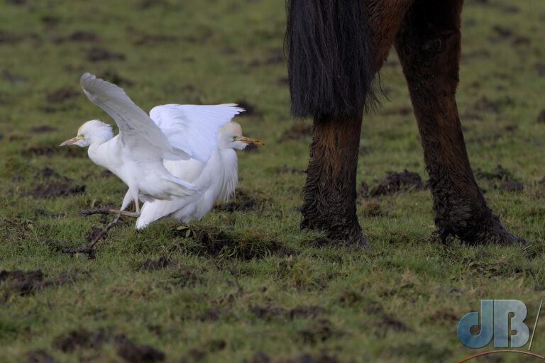 Two fluffed up Cattle Egret in a field behind a horse