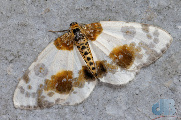 One of the many moths that have evolved to resemble a splat of bird-poo and are quite beautiful for it! The Clouded Magpie, it's German name translates to The Elm Harlequin