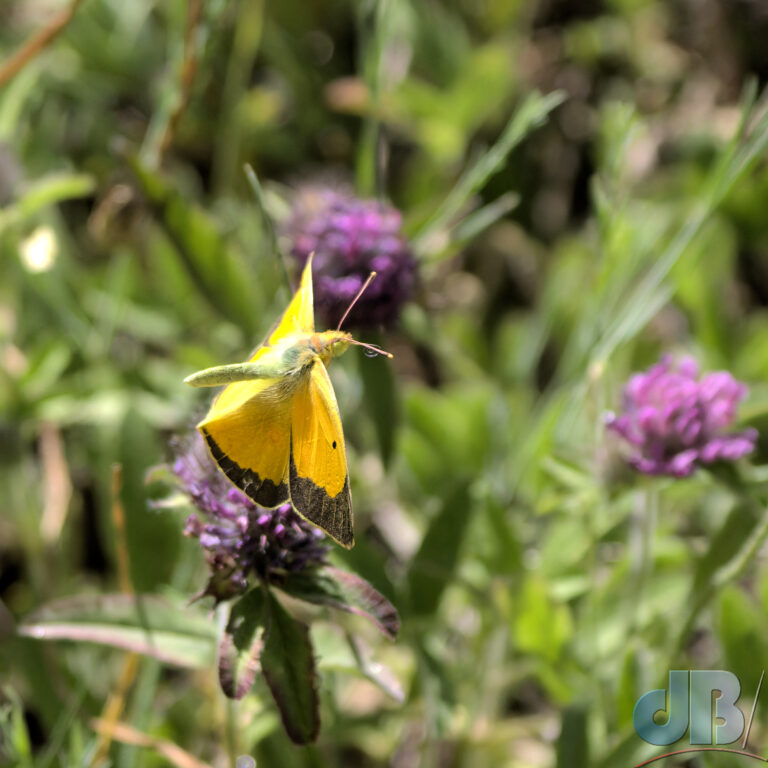 Clouded Yellow, Colias croceus