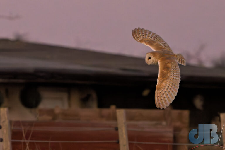 Low-light Barn Owl in flight