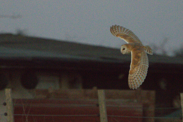 Barn Owl