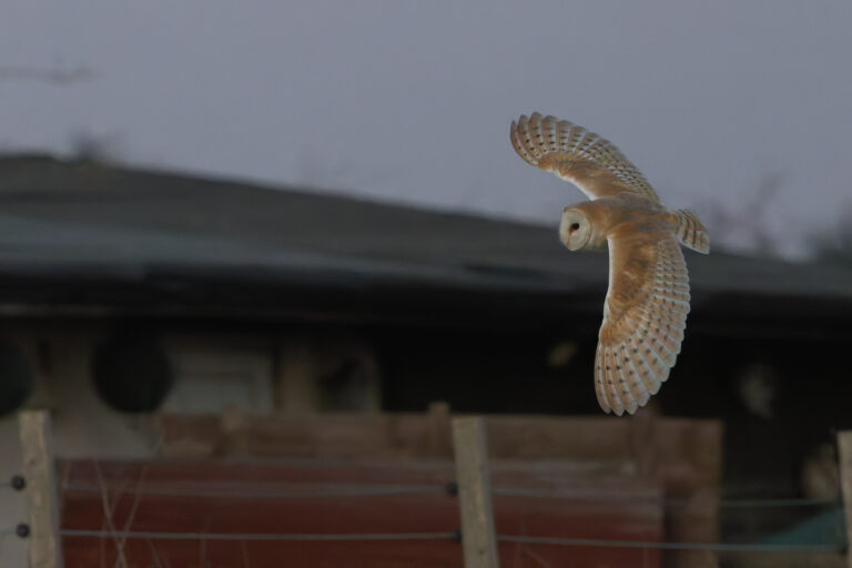 Barn Owl in flight pre-PSP