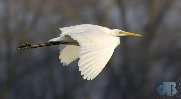 Great White Egret