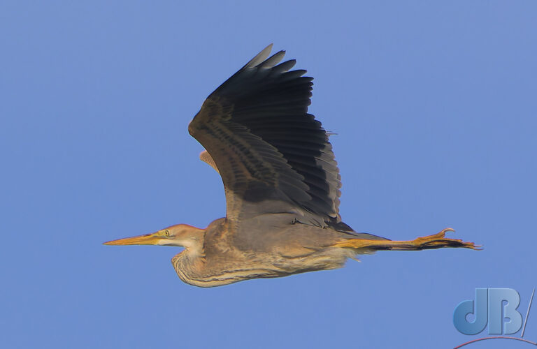 Purple Heron in flight