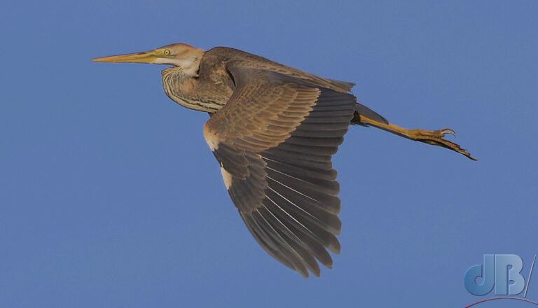 Purple Heron in flight