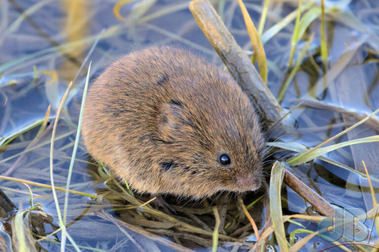 Vole, at the water's edge, Earith car park, RSPB Ouse Fen