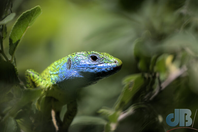 European Green Lizard