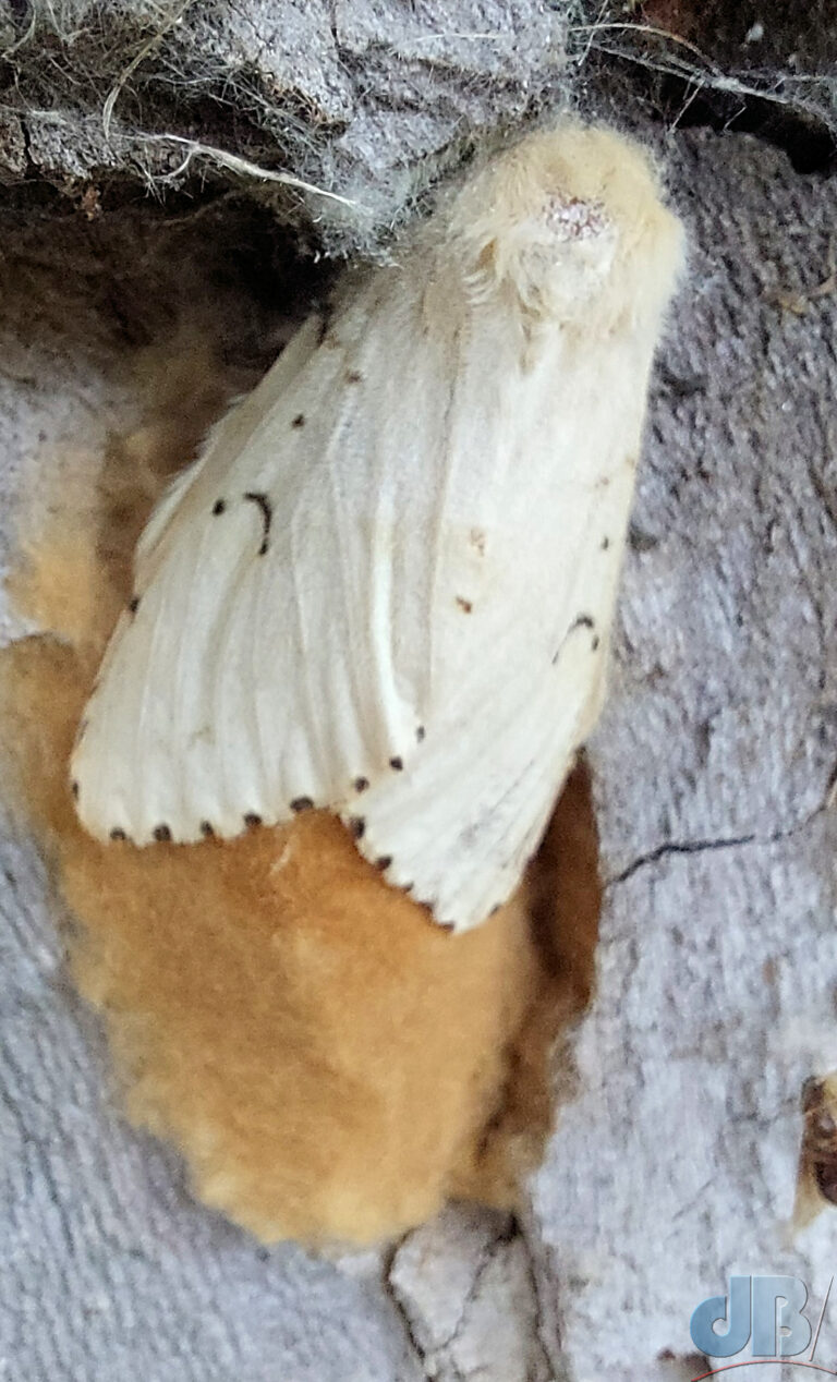 Female Gypsy Moth