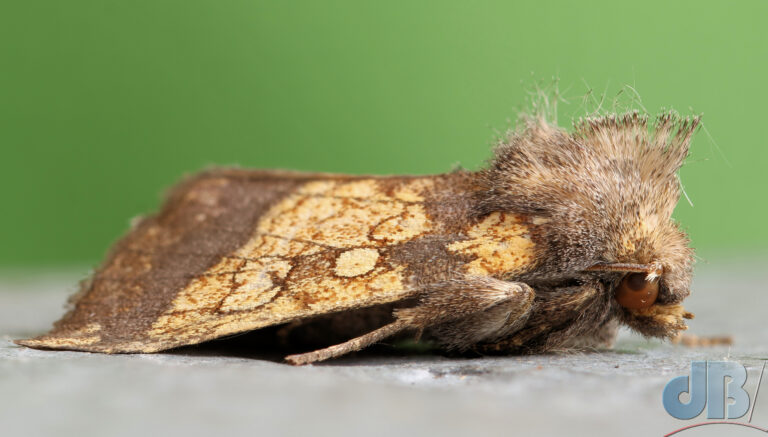 Frosted Orange, one of the very autumnal looking moths