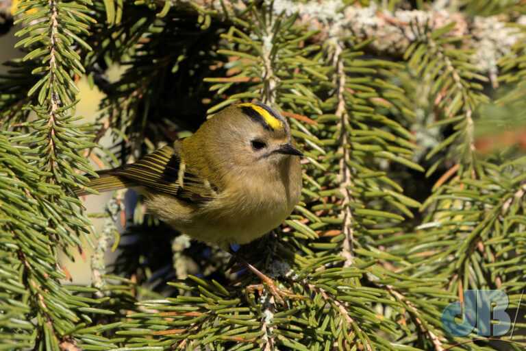 Goldcrest at Paxton Pits Nature Reserve