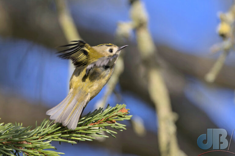 Goldcrest taking flight at Paxton Pits Nature Reserve