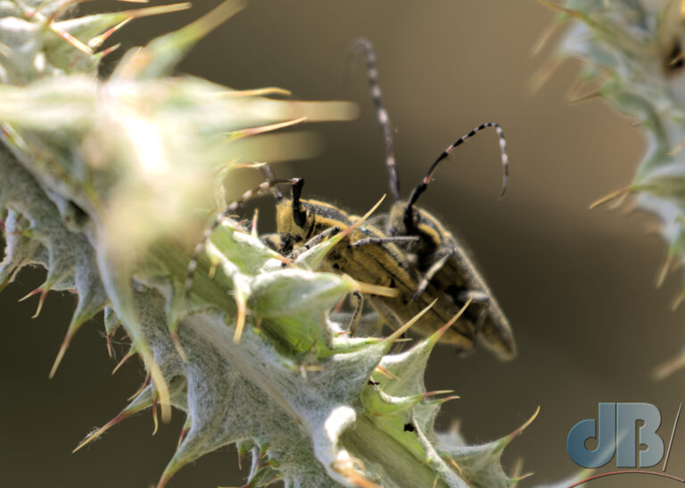 Golden-bloomed Longhorn Beetle, Agapanthia villosoviridescens, in cop