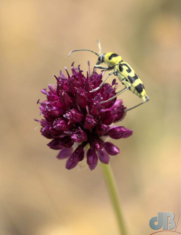 Grape Wood Borer, Chlorophorus varius