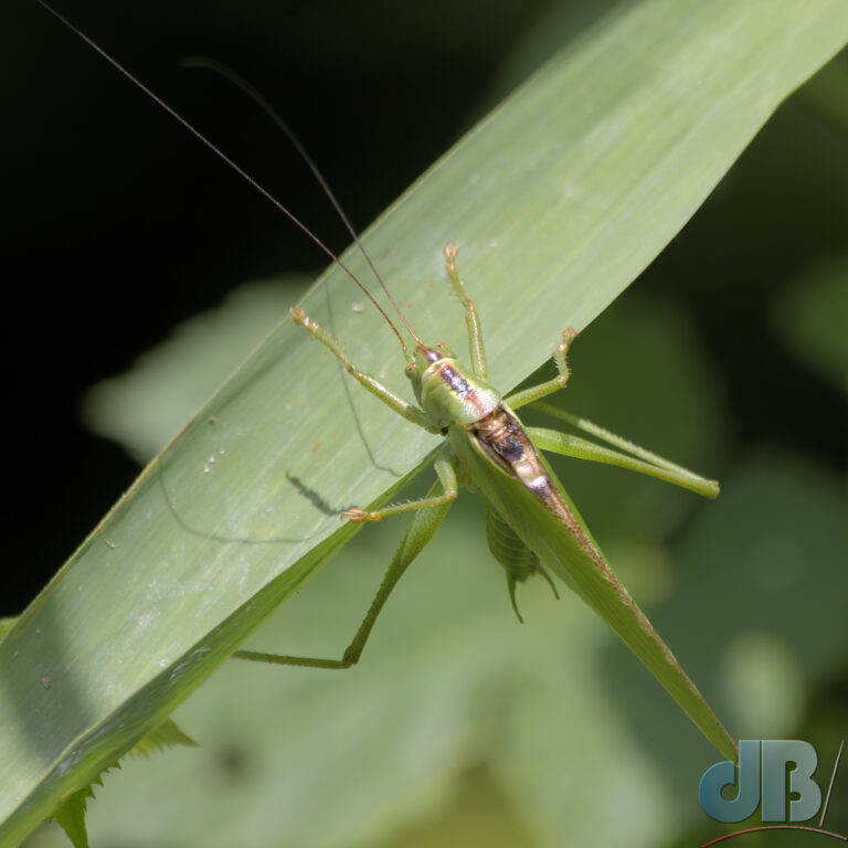 Great Green Bush Cricket, Tettigonia viridissima