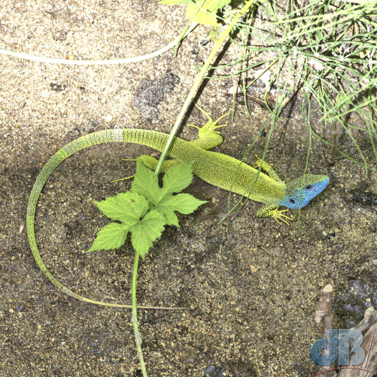 Eastern Green Lizard