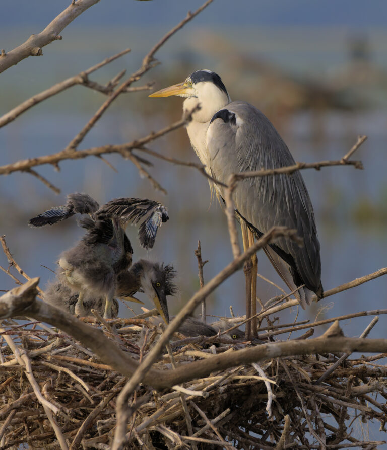 Grey Heron and chicks