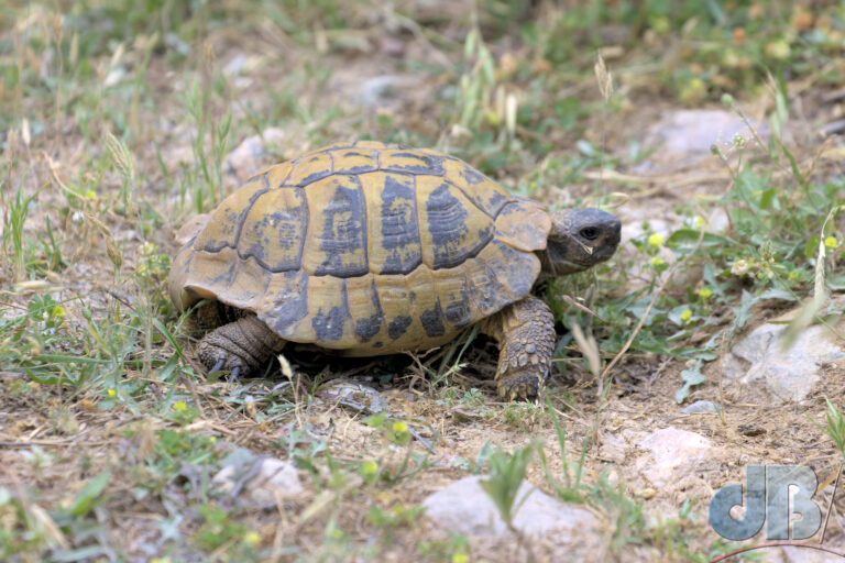 Hermann's Tortoise, Testudo hermanni