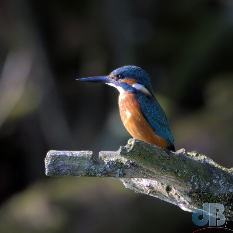 Male Kingfisher, Alcedo atthis