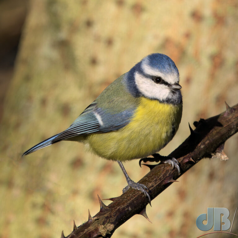 Blue Tit on thorny branch