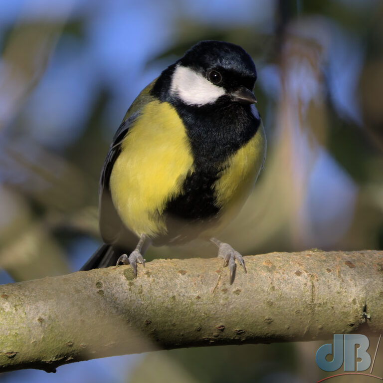 Great Tit, Parus major