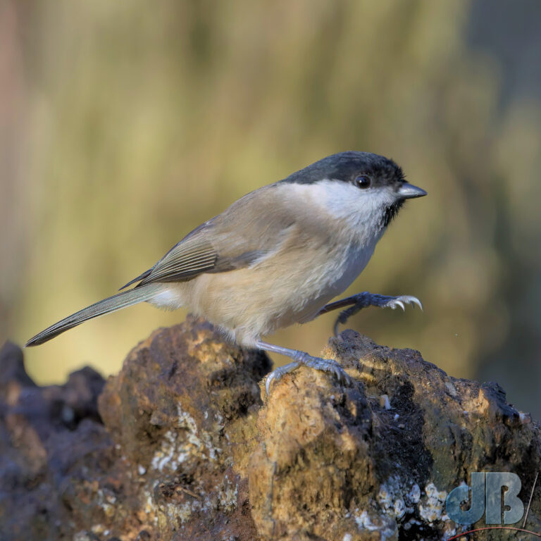 One of several Marsh Tit picking at titbits on the Lackford Log