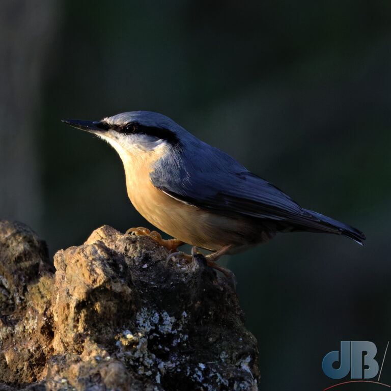 Nuthatch, Sitta europaea on *the* log at Lackford Lakes