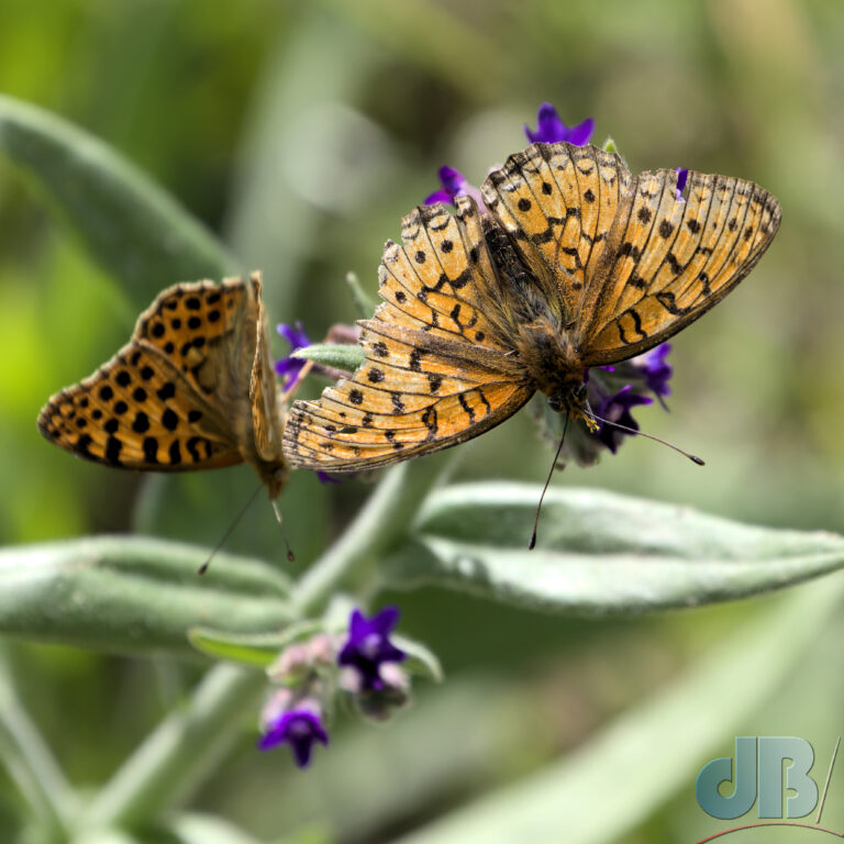 Lesser Marbled Fritillary, Brenthis ino